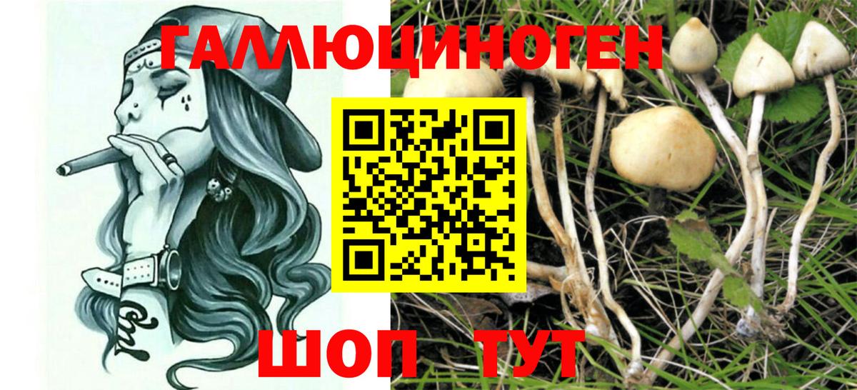 Удомля  Псилоцибиновые грибы MAGIC MUSHROOMS  Вход с VPN 